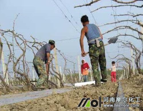 葡萄澆灌覆膜 葡萄澆灌覆膜
