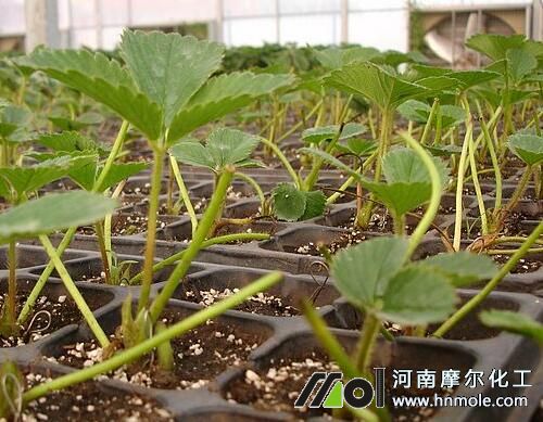 �����ݮ���Ҏ��