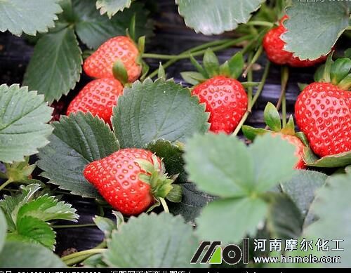 ��ݮ�����ˮ�ܷ��x��