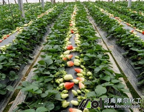 ��ݮ��ɫ������ԭ��