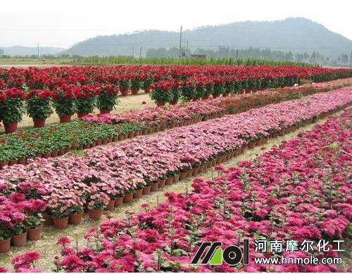 養(yǎng)花施肥方法 養(yǎng)花施肥方法