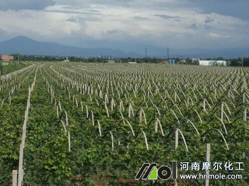 小葡萄苗施肥方法 小葡萄苗施肥方法