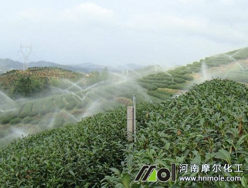 山地茶園噴灌水溶肥料 山地茶園噴灌水溶肥料