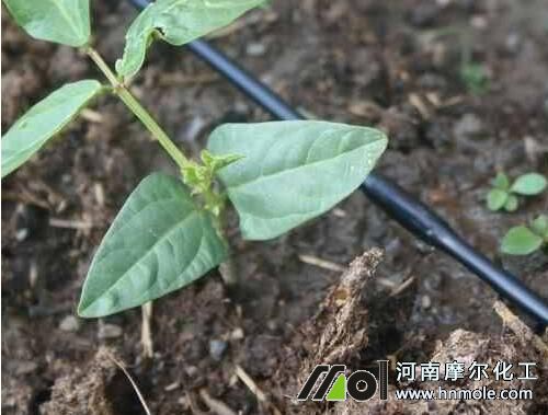 豆角蔬菜滴灌水溶肥 豆角蔬菜滴灌水溶肥