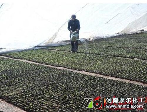 花卉澆灌水溶肥料 花卉澆灌水溶肥料