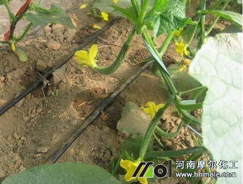 水溶肥正確使用方法 水溶肥正確使用方法