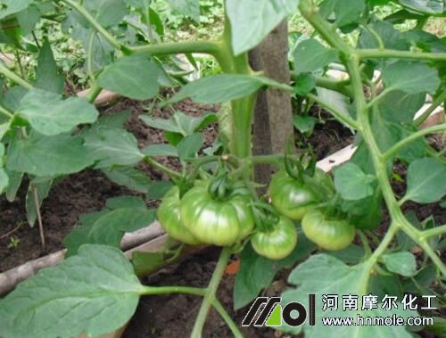 番茄穗果期追施肥料 番茄穗果期追施肥料