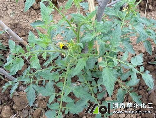 番茄苗期追施肥料 番茄苗期追施肥料