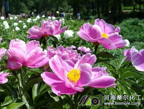 芍藥施肥好處 芍藥施肥好處