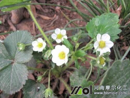 ��ݮ�F����