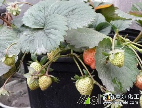 ��ݮ�Y����