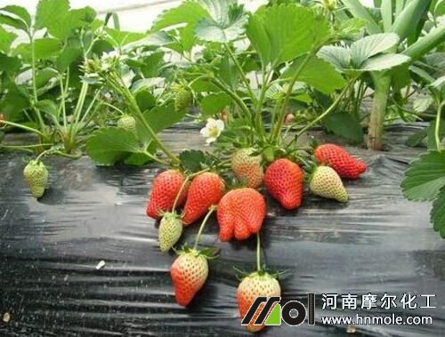 ��ݮ��ʢ���L��