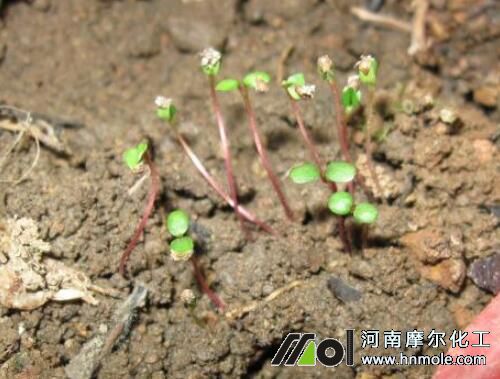 ��ݮ��ѿ��