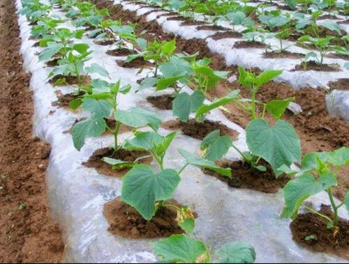 �S��ʹ������⛏ͺϷ�