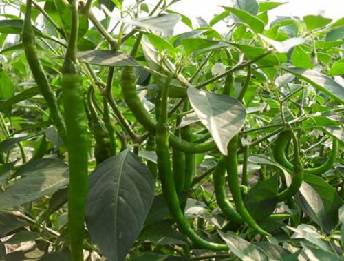 ����ʹ������⛏ͺϷ�