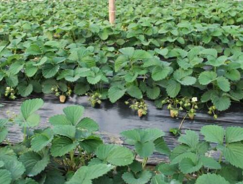 ��ݮʹ������⛏ͺϷ�