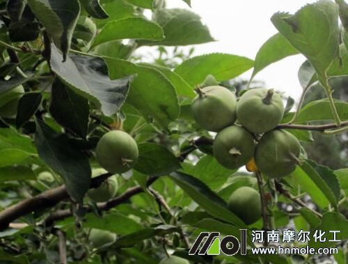 蘋果結果期追肥 蘋果結果期追肥