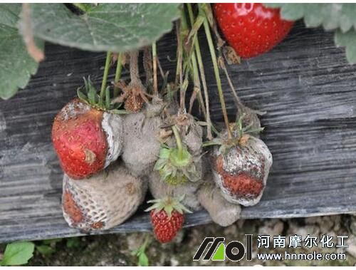 草莓灰霉病癥狀 草莓灰霉病癥狀