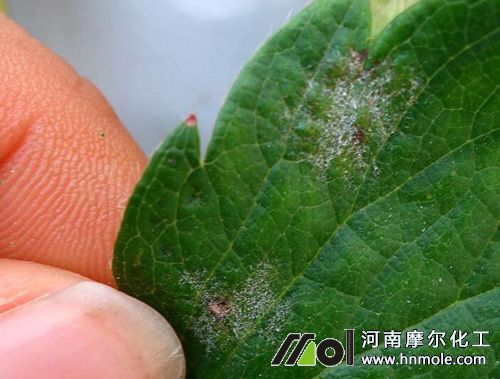 草莓白粉病表現(xiàn) 草莓白粉病表現(xiàn)