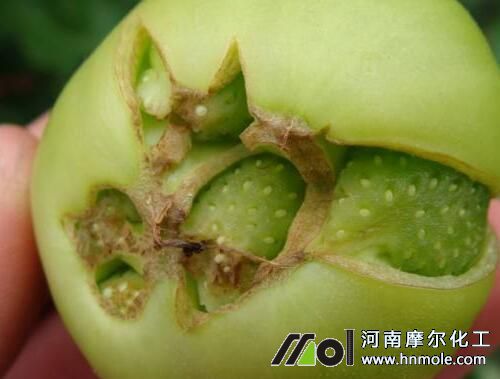 激素肥使用過多問題 激素肥使用過多問題