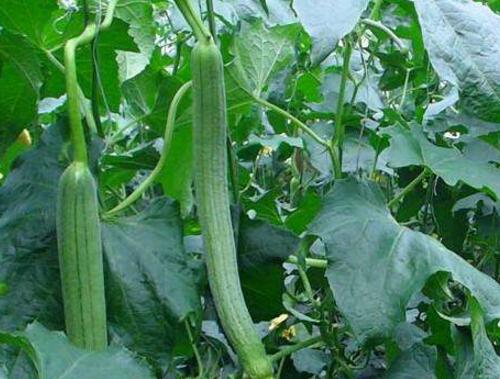 �z�ϽY����ʩ��