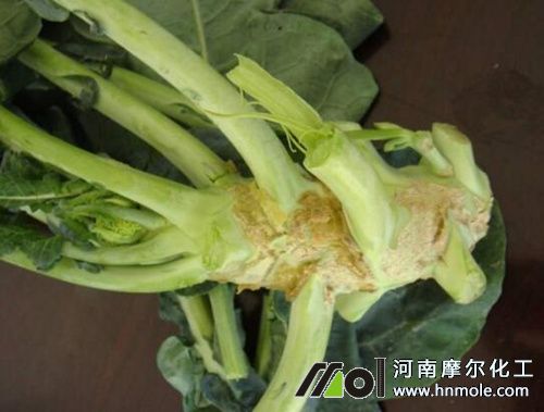 西蘭花缺鈣病 西蘭花缺鈣病