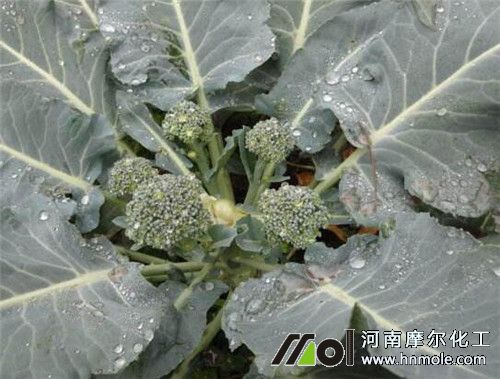 西蘭花現(xiàn)蕾前追肥 西蘭花現(xiàn)蕾前追肥