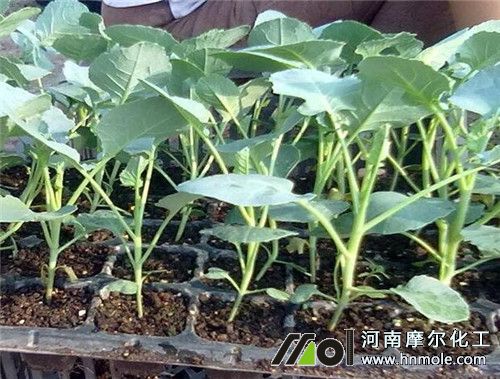 西蘭花苗期追平衡水溶肥 西蘭花苗期追平衡水溶肥