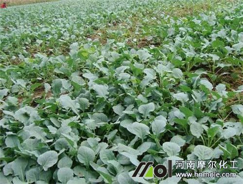 西蘭花苗期施水溶肥 西蘭花苗期施水溶肥