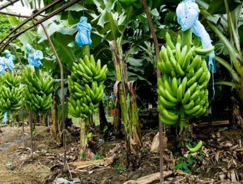 �㽶�Y(ji��)����׷��