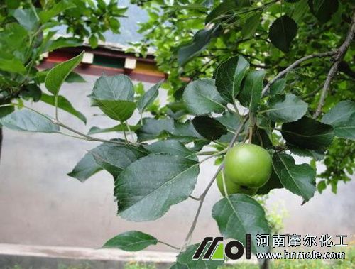 蘋果結(jié)果施高鉀水溶肥 蘋果結(jié)果施高鉀水溶肥