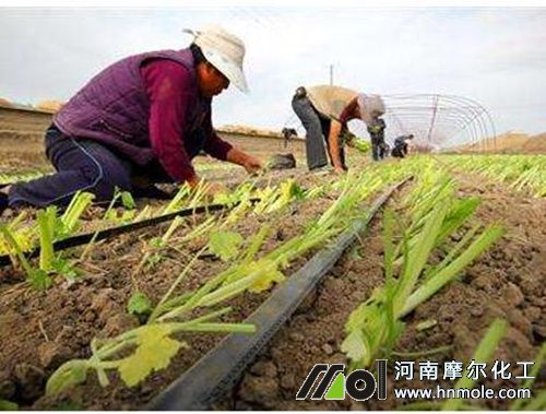 芹菜定植期施肥 芹菜定植期施肥