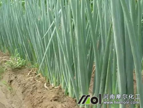 大蔥后期追肥 大蔥后期追肥