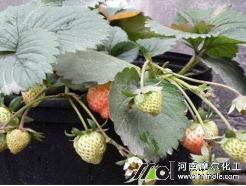 ��ݮ�Y����׷ʩ���ˮ�ܷ�