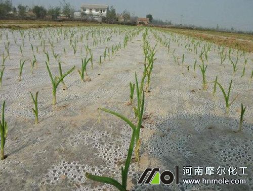 大蒜苗期追肥 大蒜苗期追肥