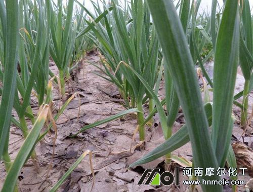 大蒜返青期追肥 大蒜返青期追肥