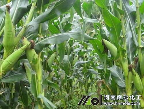 ���׳�����