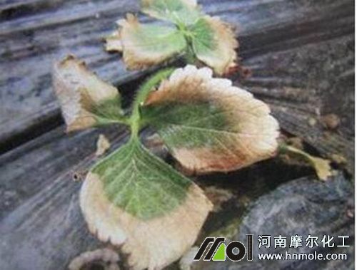 ��ݮ�ʺ����½���