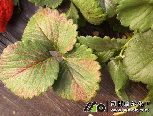 ��ݮ�B�ֶ�ȱ��ɽ���