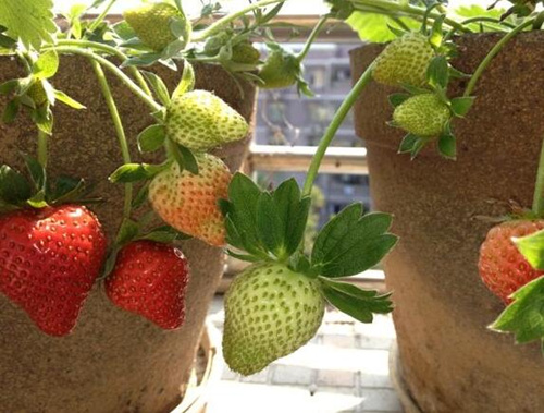 ��ݮ�Y��׷ʩ���ˮ�ܷ�