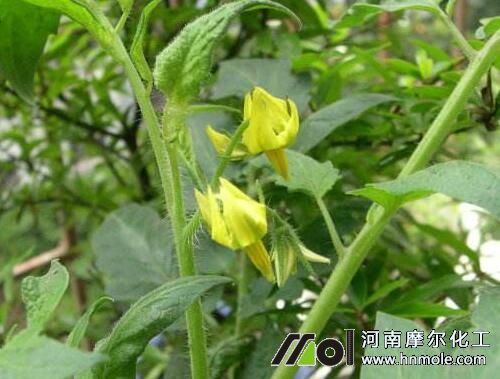 ���t���_��ǰ��׷ʩ���׷�