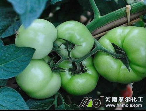 ���t���Y����׷ʩ��⛷�