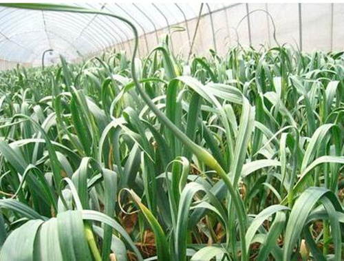 ��޷���L��׷��