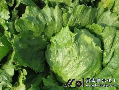結球生菜包心期追高氮鉀肥 結球生菜包心期追高氮鉀肥