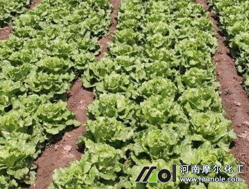 生菜蓮座期 生菜蓮座期