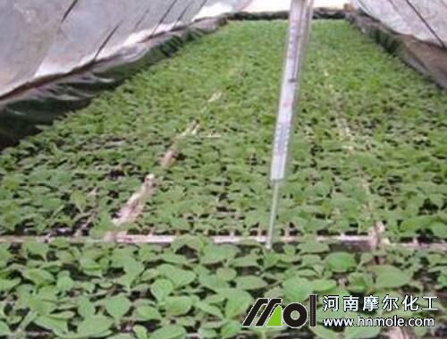 �����紲�A�β�ʩ��