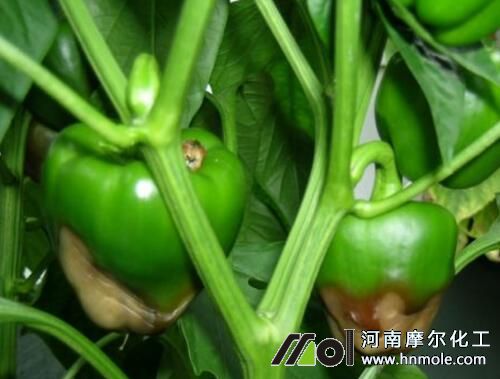 辣椒結果期缺鈣癥狀表現 辣椒結果期缺鈣癥狀表現