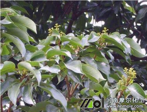 ��֦��ǰ׷ʩˮ�ܷ�