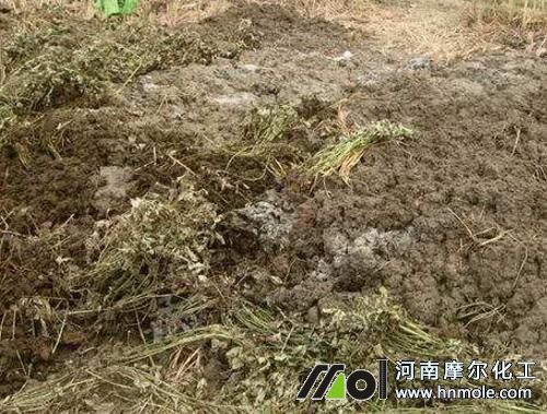 西瓜施農家肥 西瓜施農家肥