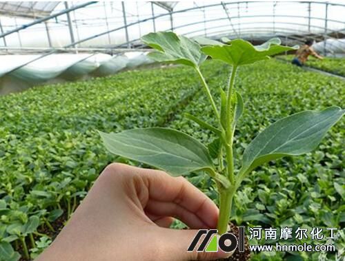 西瓜苗追施水溶肥 西瓜苗追施水溶肥